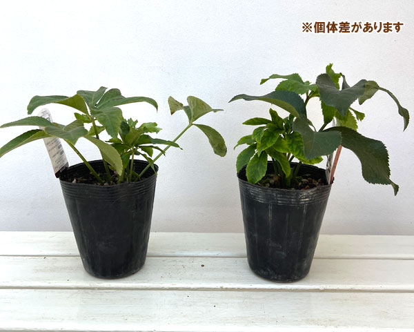 高正園さんのクリスマスローズ：ダブル　ピンク系4.5号ポット