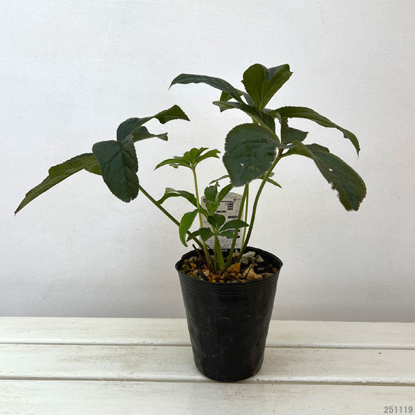 高正園さんのクリスマスローズ：ダブル　ピコティ4.5号ポット