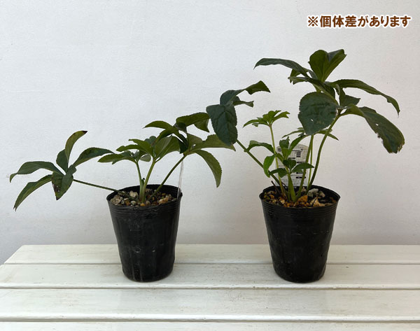 高正園さんのクリスマスローズ：ダブル　ピコティ4.5号ポット