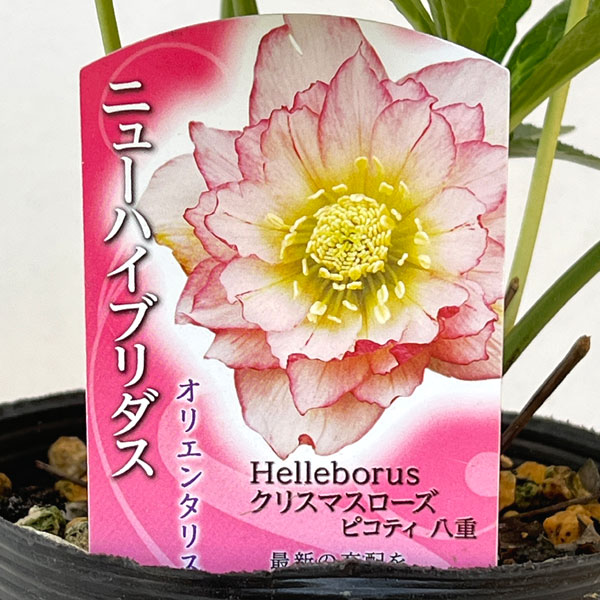 高正園さんのクリスマスローズ：ダブル　ピコティ4.5号ポット