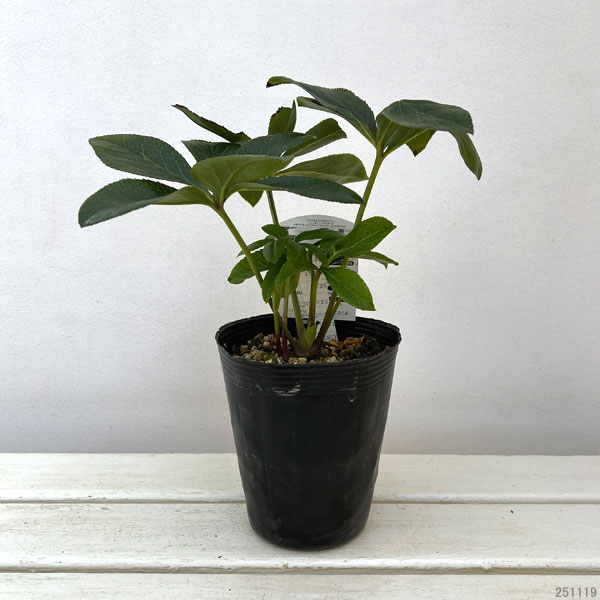 高正園さんのクリスマスローズ：ダブル・丁子　糸ピコティ4.5号ポット