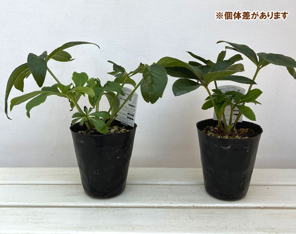 高正園さんのクリスマスローズ：ダブル・丁子　糸ピコティ4.5号ポット