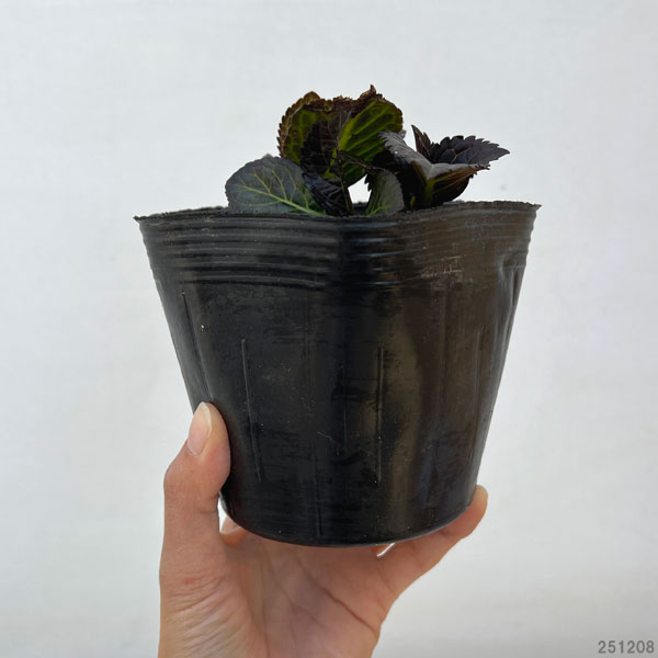 アジサイ：アフターミッドナイト4号ポット