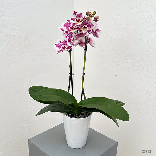 ミディコチョウラン：ボレロ 2本立ち4号陶器鉢植え