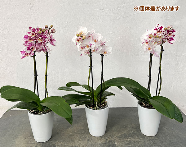 ミディコチョウラン：ボレロ 2本立ち4号陶器鉢植え