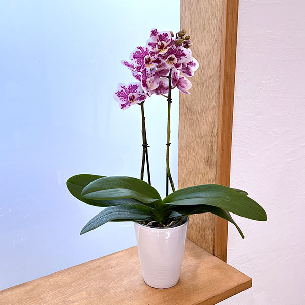 ミディコチョウラン：ボレロ 2本立ち4号陶器鉢植え