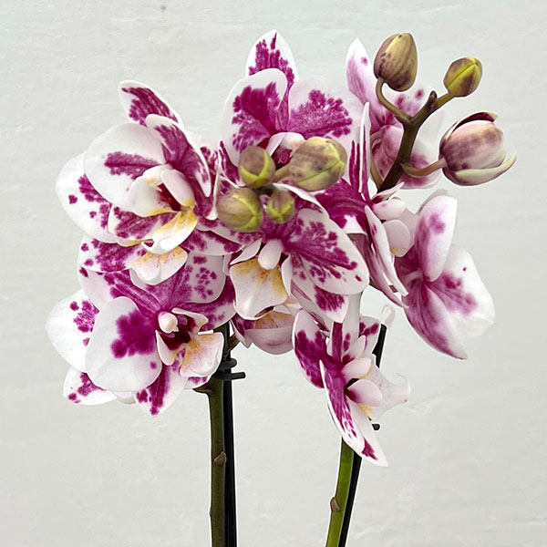 ミディコチョウラン：ボレロ 2本立ち4号陶器鉢植え