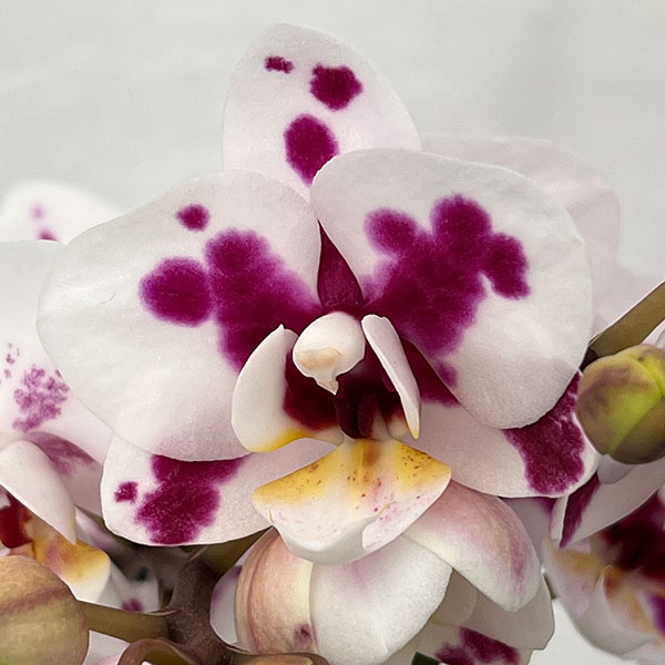 ミディコチョウラン：ボレロ 2本立ち4号陶器鉢植え