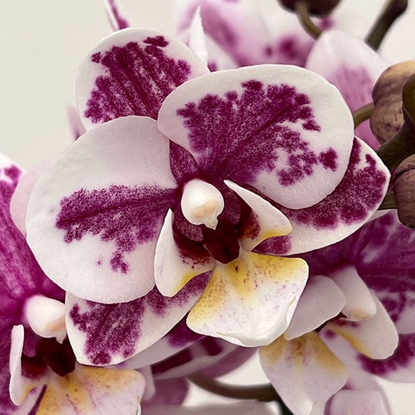 ミディコチョウラン：ボレロ 2本立ち4号陶器鉢植え