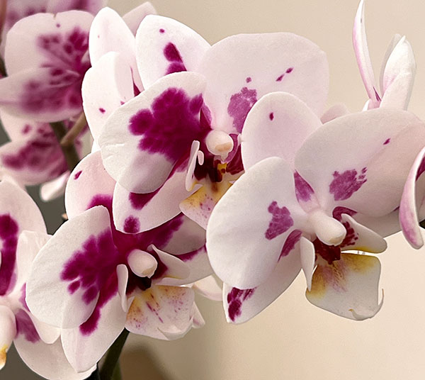 ミディコチョウラン：ボレロ 2本立ち4号陶器鉢植え