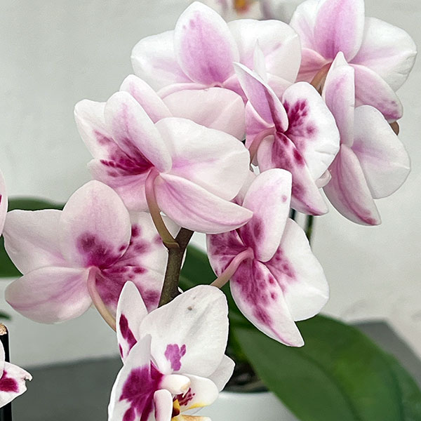 ミディコチョウラン：ボレロ 2本立ち4号陶器鉢植え