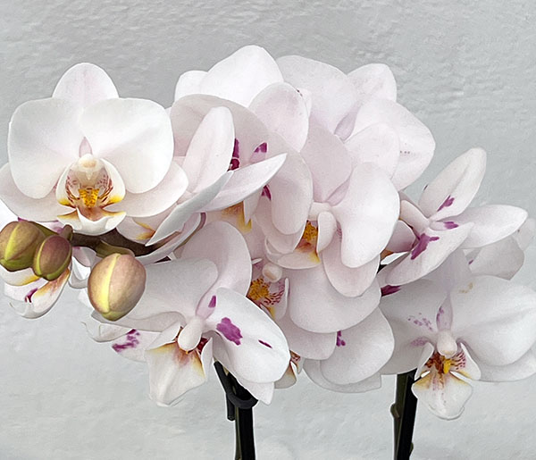 ミディコチョウラン：ボレロ 2本立ち4号陶器鉢植え