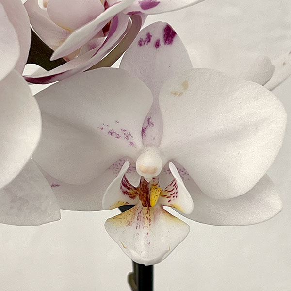 ミディコチョウラン：ボレロ 2本立ち4号陶器鉢植え