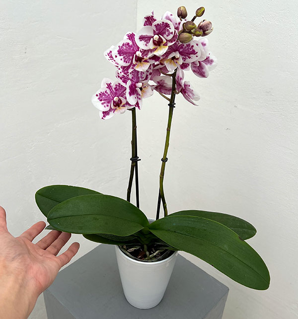 ミディコチョウラン：ボレロ 2本立ち4号陶器鉢植え