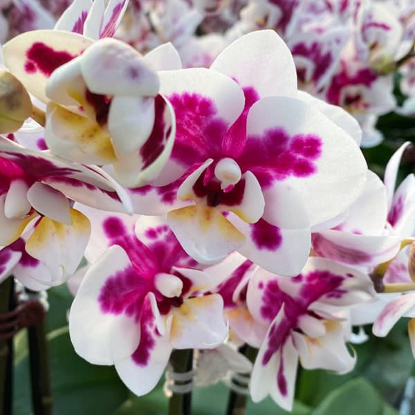 ミディコチョウラン：ボレロ 2本立ち4号陶器鉢植え