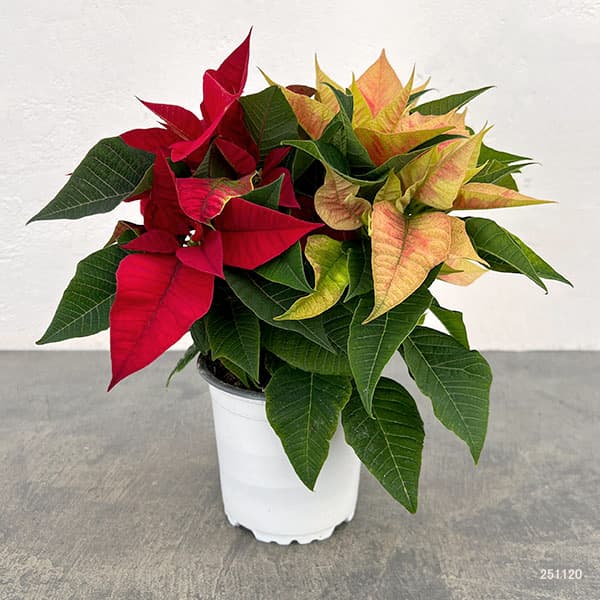 ポインセチア：2色植え（レッド系）3.5号ポット