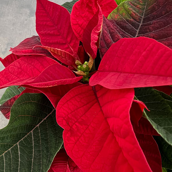 ポインセチア：2色植え（レッド系）3.5号ポット