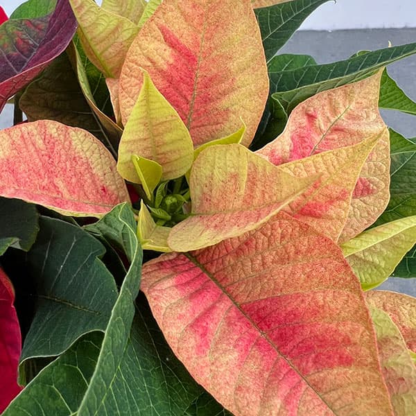 ポインセチア：2色植え（レッド系）3.5号ポット