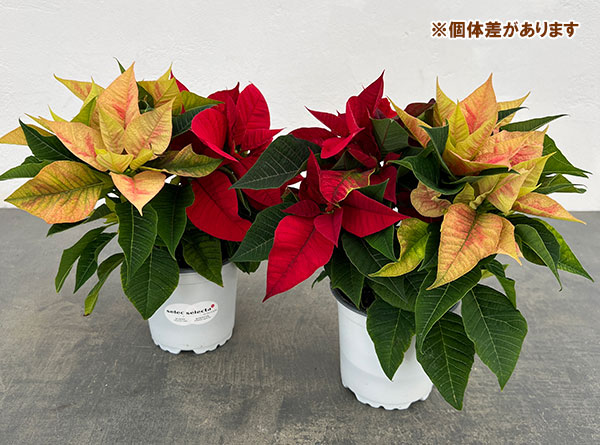 ポインセチア：2色植え（レッド系）3.5号ポット