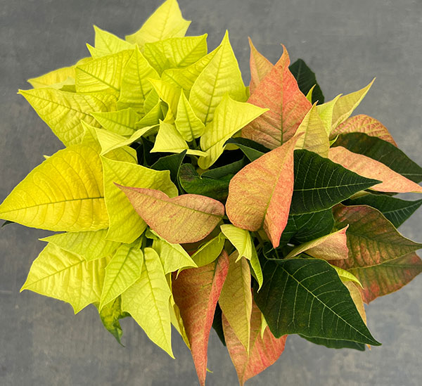 ポインセチア：2色植え（イエロー系）3.5号ポット