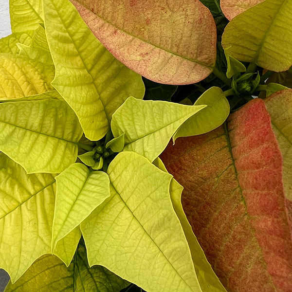 ポインセチア：2色植え（イエロー系）3.5号ポット