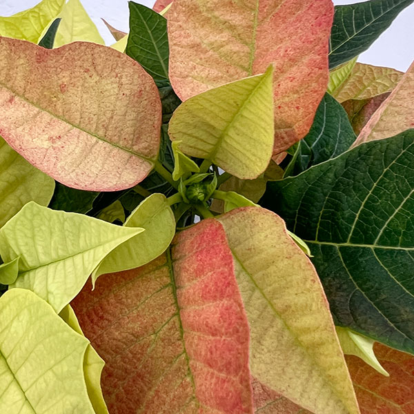 ポインセチア：2色植え（イエロー系）3.5号ポット