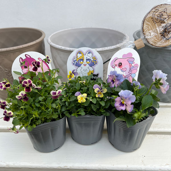 やっちゃんねる×見元園芸×園芸ネット2025秋コラボ：見元ビオラやっちゃん命名3種セット