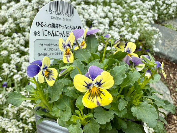やっちゃんねる×見元園芸×園芸ネット2025秋コラボ：見元ビオラやっちゃん命名3種セット