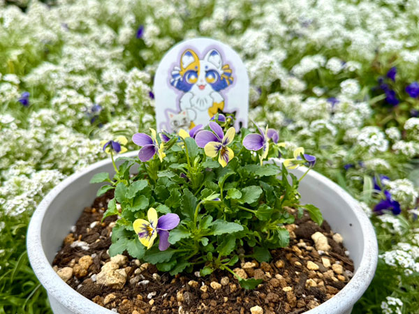 やっちゃんねる×見元園芸×園芸ネット2025秋コラボ：見元ビオラやっちゃん命名3種セット