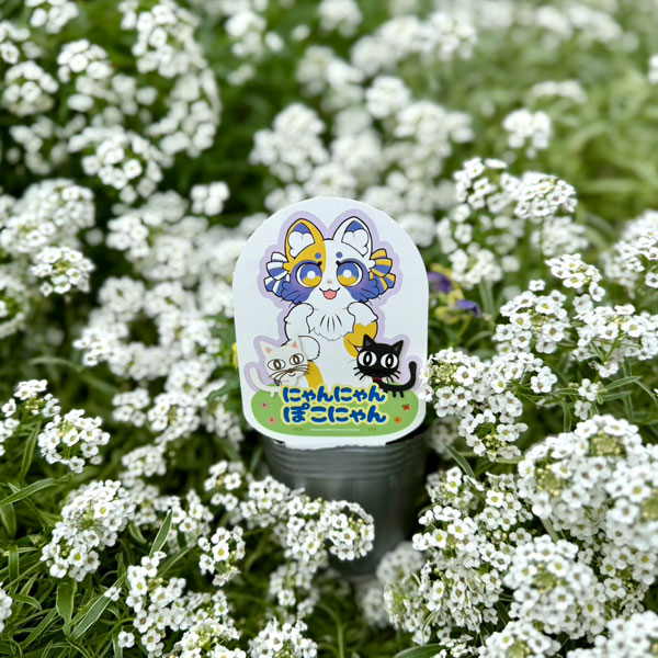 やっちゃんねる×見元園芸×園芸ネット2025秋コラボ：見元ビオラやっちゃん命名3種セット