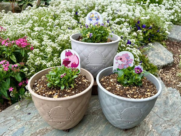 やっちゃんねる×見元園芸×園芸ネット2025秋コラボ：見元ビオラやっちゃん命名3種セット