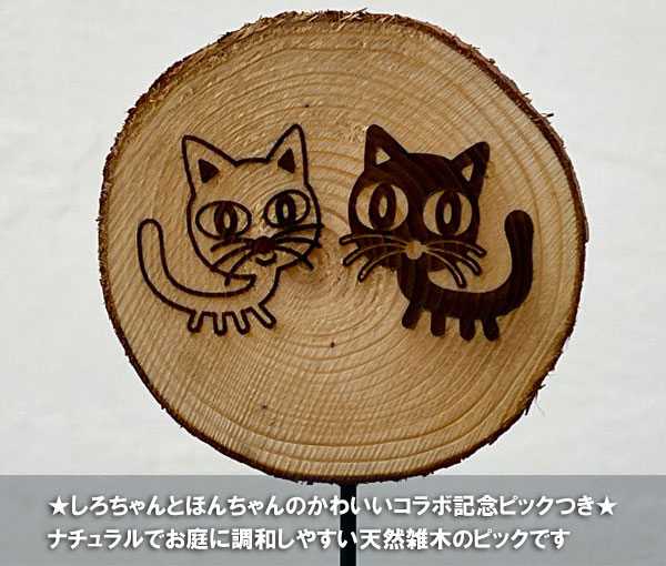 やっちゃんねる×見元園芸×園芸ネット2025秋コラボ：見元ビオラやっちゃん命名3種セット