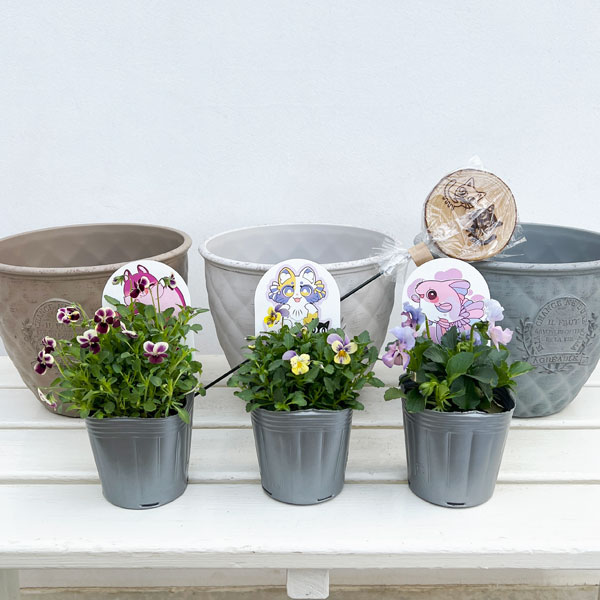 やっちゃんねる×見元園芸×園芸ネット2025秋コラボ：見元ビオラやっちゃん命名3種セット