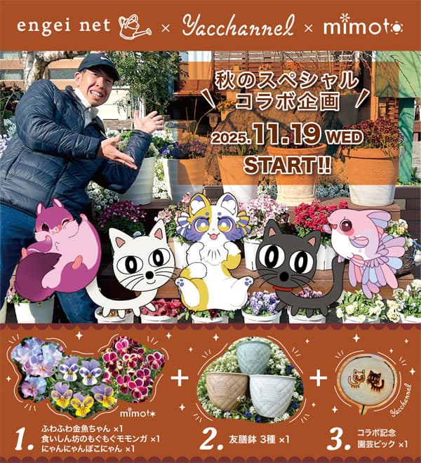 やっちゃんねる×見元園芸×園芸ネット2025秋コラボ：見元ビオラやっちゃん命名3種セット