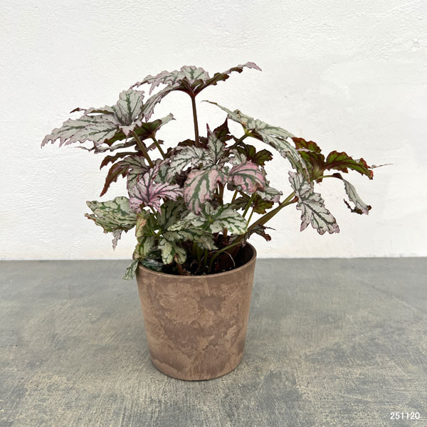 ベゴニア:ベニトチバ 4号鉢植え