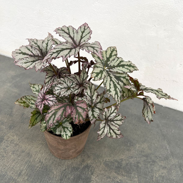 ベゴニア:ベニトチバ 4号鉢植え