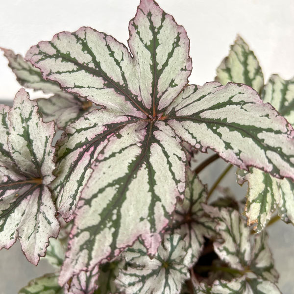 ベゴニア:ベニトチバ 4号鉢植え