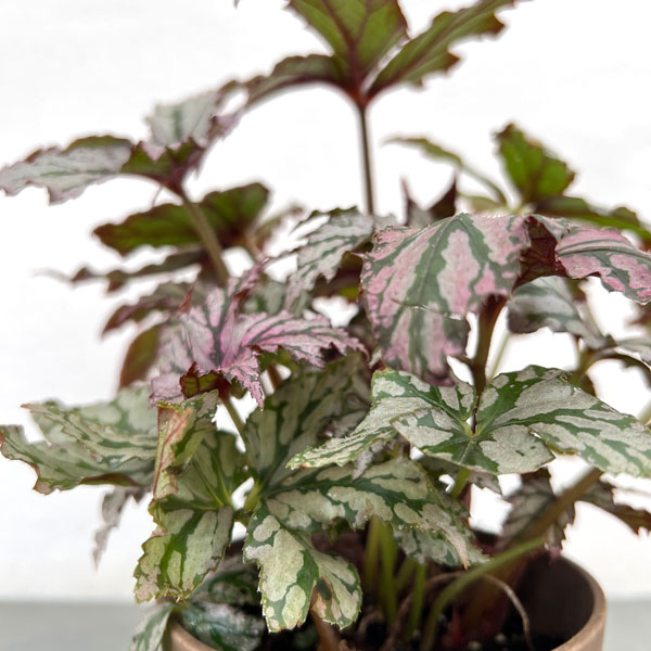 ベゴニア:ベニトチバ 4号鉢植え