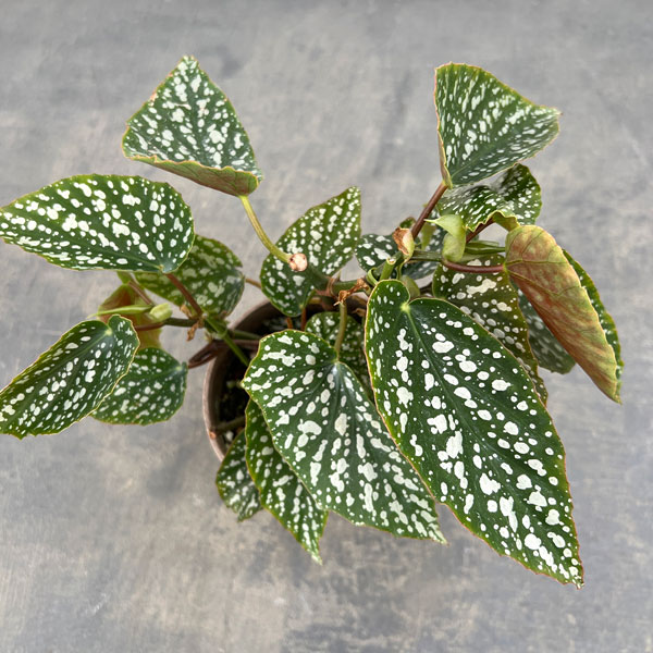 ベゴニア:シルバーマスカット 4号