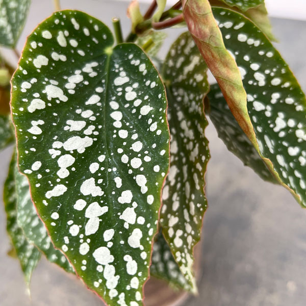 ベゴニア:シルバーマスカット 4号