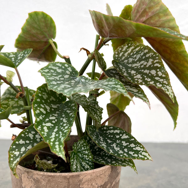 ベゴニア:シルバーマスカット 4号