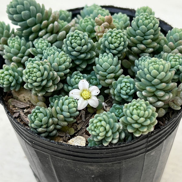 セダム：マジョール　2号ポット