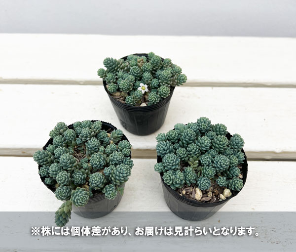 セダム：マジョール　2号ポット