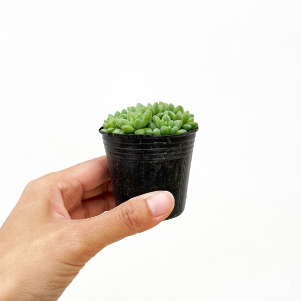 セダム：ピンクベリー　2号ポット