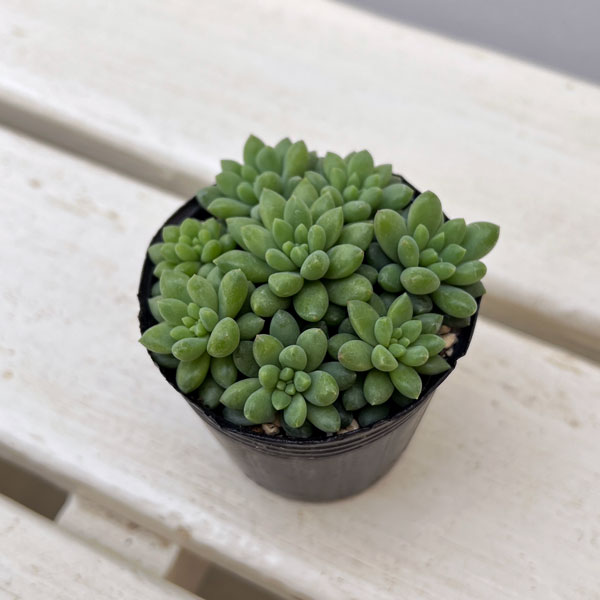 セダム：ピンクベリー　2号ポット