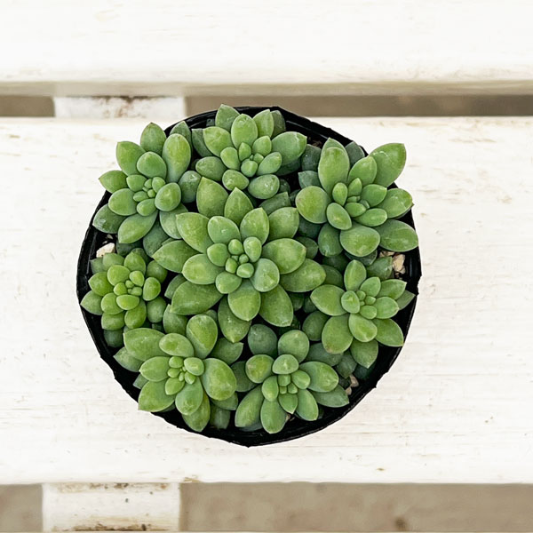 セダム：ピンクベリー　2号ポット