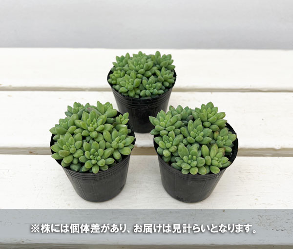 セダム：ピンクベリー　2号ポット