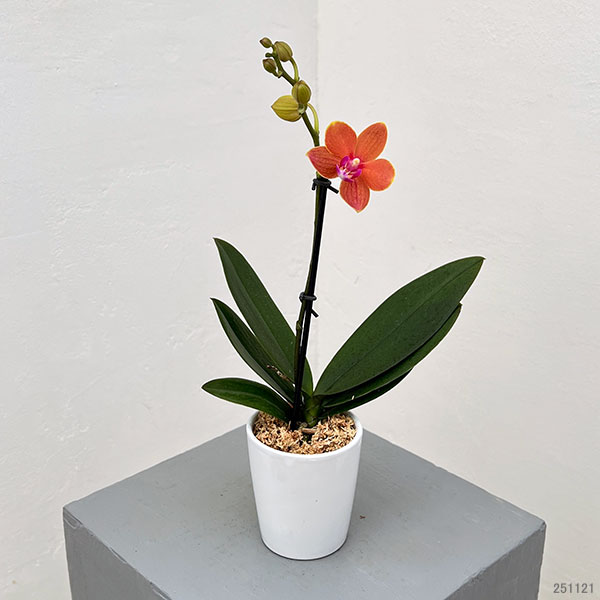 ミディコチョウラン：パプリカ1-2本立ち 2.5号陶器鉢植え