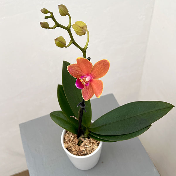 ミディコチョウラン：パプリカ1-2本立ち 2.5号陶器鉢植え