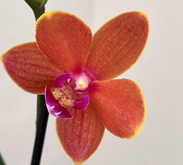 ミディコチョウラン：パプリカ1-2本立ち 2.5号陶器鉢植え